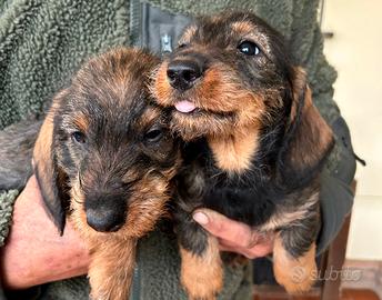 Cuccioli bassotto a pelo duro con pedegree