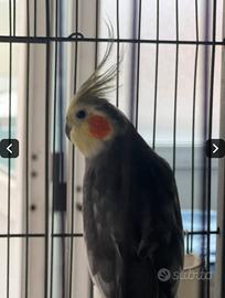 Pappagalli Calopsiti