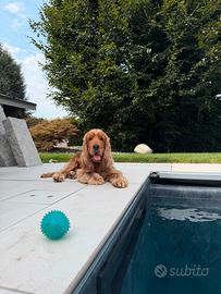 Per monta - cagnolina cocker spaniel