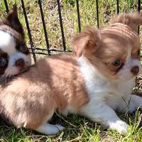 Cucciole piccola taglia