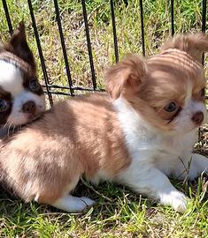 Cucciole piccola taglia