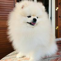 Spitz di Pomerania "monta"