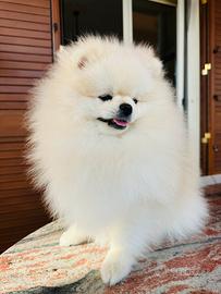 Spitz di Pomerania "monta"