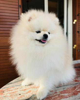 Spitz di Pomerania "monta"
