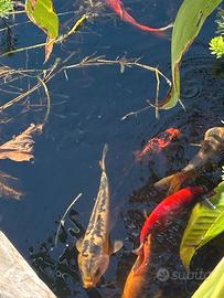 Carpe koi