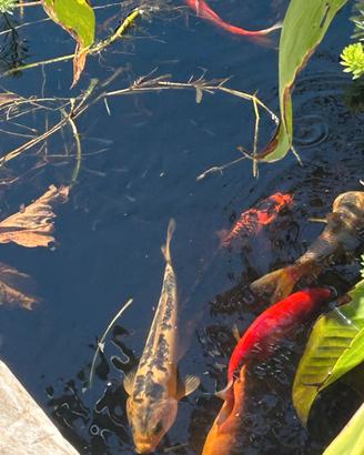 Carpe koi