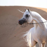 Puledri Purosangue Arabi