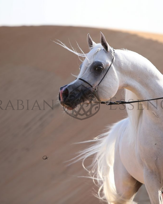 Puledri Purosangue Arabi