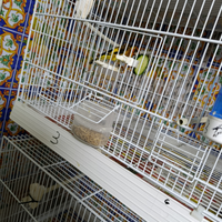 Intero allevamento di cardellini