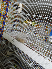 Intero allevamento di cardellini