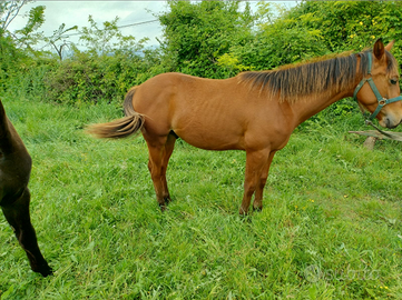Puledro Appendix