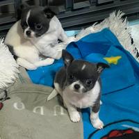 Chihuahua bianchi e blu
