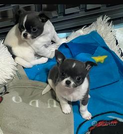Chihuahua bianchi e blu