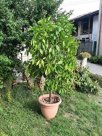 pianta di arance