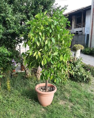 pianta di arance