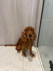 Cucciolo di Cocker Spaniel Inglese