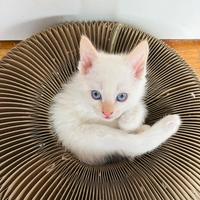 Angora Turco Bianchi