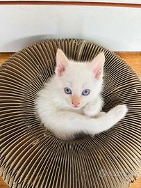 Angora Turco Bianchi