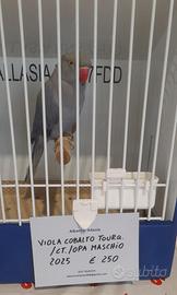 Parrocchetto dal collare