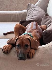 Cucciola di Rhodesian Ridgeback