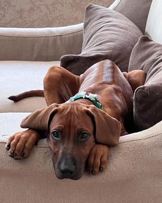 Cucciola di Rhodesian Ridgeback