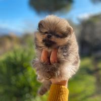 Cuccioli di POMERANIA spitz nano