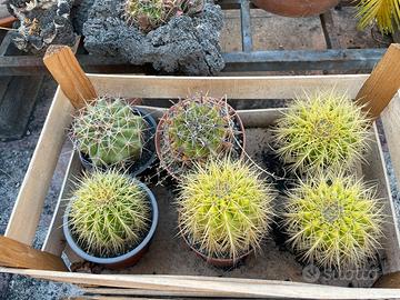 Piante grasse