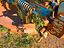 Immagine 13