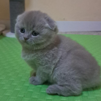 Gattini scottish fold e Scottish Straight