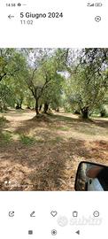 Terreno Raccolta Taggiasca 