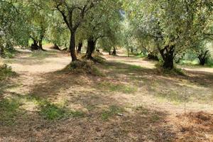 Terreno Raccolta Taggiasca 