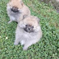 Cucciolata spitz nani