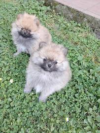 Cucciolata spitz nani