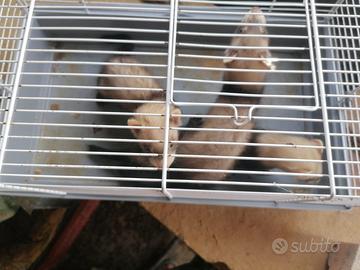 Furetti