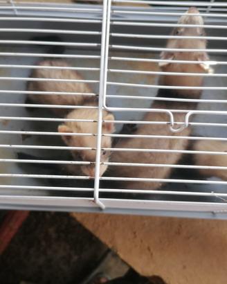 Furetti