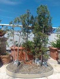 Bonsai Boschetto di cipressi 