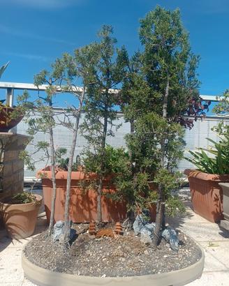 Bonsai Boschetto di cipressi 
