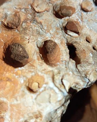Roccia traforata pugliese bioerosione marina