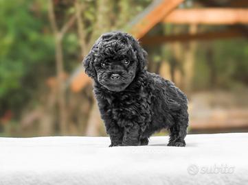 Cucciolo di Barboncino Nero