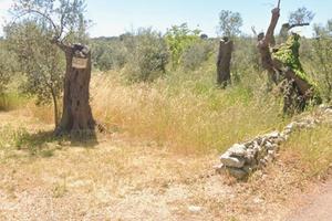 Terreno con uliveto