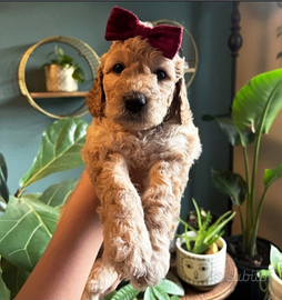 Cucciola barboncina toy albicocca