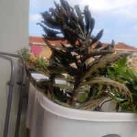 piante millefoglie 