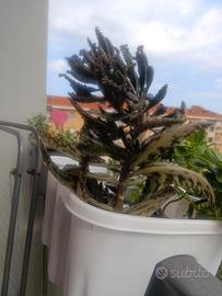 piante millefoglie 