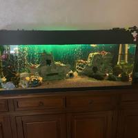 Barca acquario