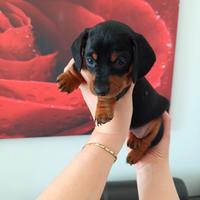 Cuccioli di bassotto