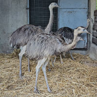 Nandu'colorazione ancestrale