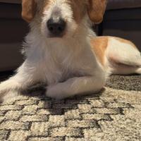 Cane taglia medio/piccola