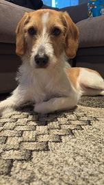 Cane taglia medio/piccola