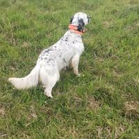 Cuccioli setter inglese
