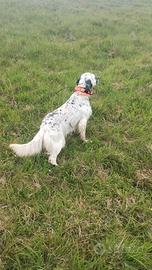 Cuccioli setter inglese